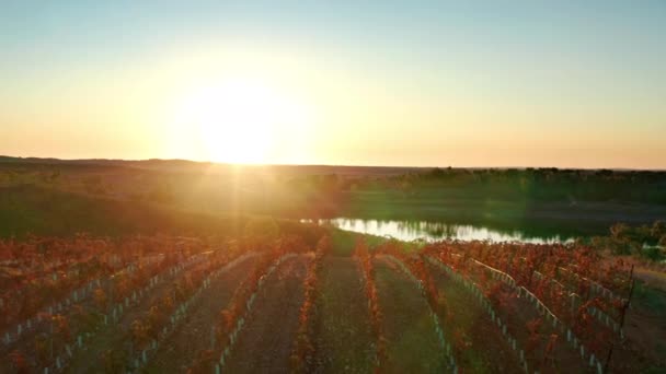 Удивительный пейзаж с аккуратными рядами виноградных лоз в окружении редкой растительной долины - Кадры, видео