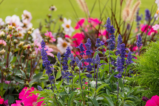 Группа различных красивых и красочных цветов в саду - Фото, изображение