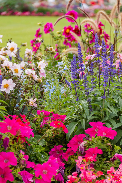 Group of different beautiful and colorful flowers in a garden - Photo, Image