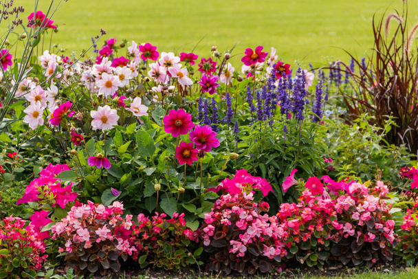 Grupa różnych pięknych i kolorowych kwiatów w ogrodzie - Zdjęcie, obraz