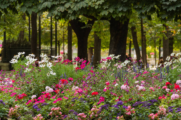 Grupa różnych pięknych i kolorowych kwiatów z drzewami jako tło - Zdjęcie, obraz