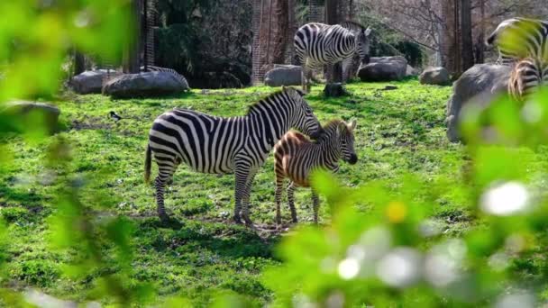Dospělí a mladí černí a vzorované zebry na zelené trávě a za větví divoké rostliny v zoo během slunečného dne. Zpomalené video - Záběry, video