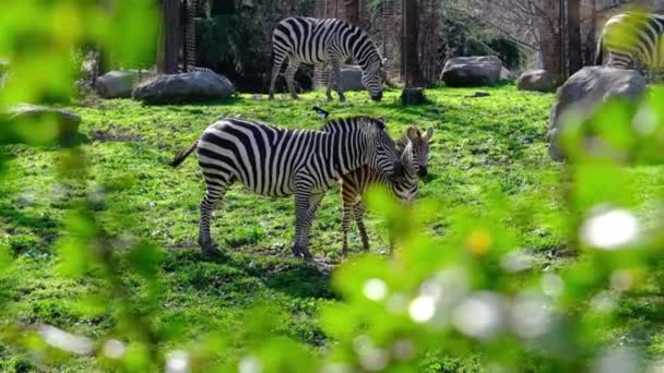 Dorosłe i młode czarne i wzorzyste zebry na zielonej trawie zielona trawa i za gałązką dzikiej rośliny w zoo w słoneczny dzień. Filmik o zwolnionym tempie - Materiał filmowy, wideo