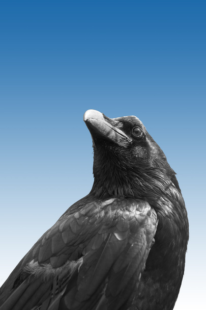 Cuervo aislado
 - Foto, imagen