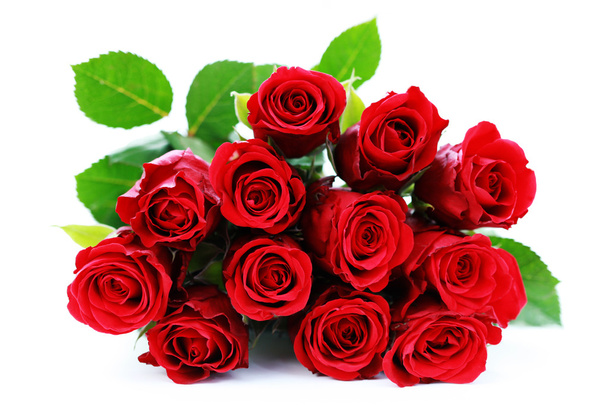 bunch of red roses on white background - flowers and plants - Valokuva, kuva
