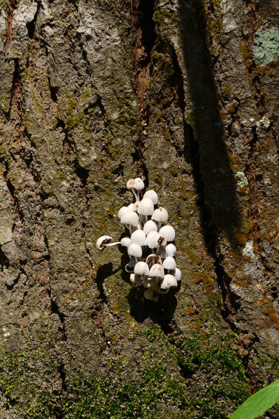 Weißer Rindenpilz. eine Sammlung weißer Pilze - Foto, Bild