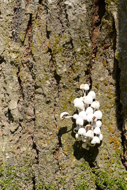 Weißer Rindenpilz. eine Sammlung weißer Pilze - Foto, Bild