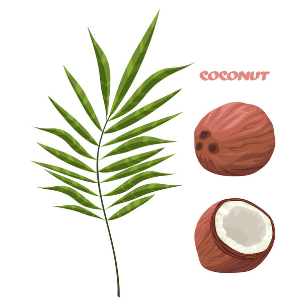 Ripe coconut. Tropical fruit. Nut from the jungle. Open coconut with white juicy pulp. Closed whole coconut. Leaf of a palm tree. Isolated illustration - Vector, Image