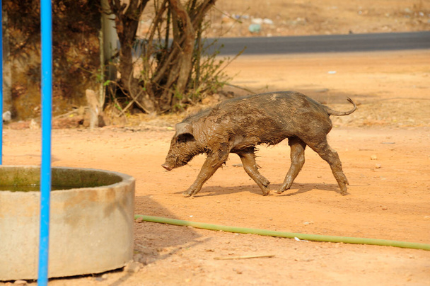 養豚場を歩き回る豚の動物福祉無料の範囲 - 写真・画像