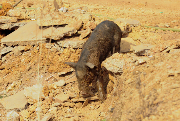 χοίρος που κυκλοφορεί σε αγρόκτημα, καλή μεταχείριση των χοίρων, ελευθέρας βοσκής - Φωτογραφία, εικόνα