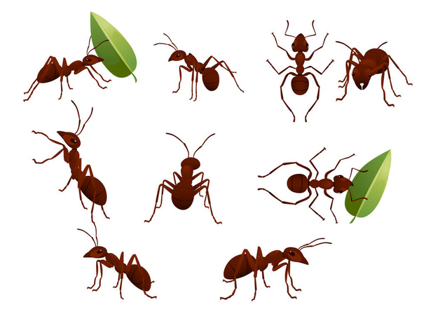 Sada roztomilé hnědé mravenec drží zelený list kreslený brouk zvířecí design vektor ilustrace izolované na bílém pozadí - Vektor, obrázek