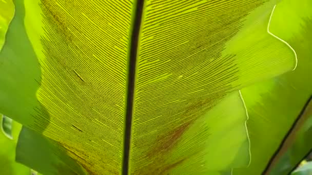 Zielonolistne paprocie gniazdowe ptaków (Asplenium nidus) - Materiał filmowy, wideo