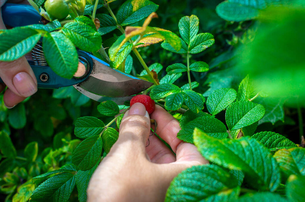 Female hand with a garden shears with rose hips. Rosehip harvesting. - Photo, Image