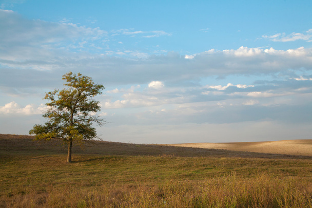 Одинокое дерево в сельской местности
 - Фото, изображение