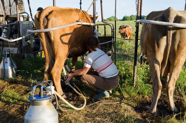 agricoltore che utilizza le nuove tecnologie nella mungitura delle vacche
  - Foto, immagini