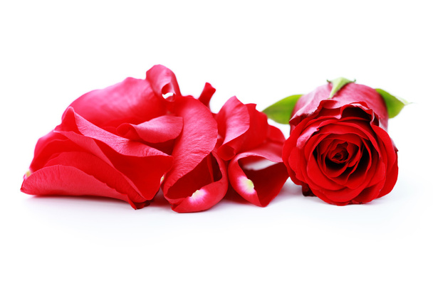 red rose petals on white background - beauty treatment - Foto, Imagen