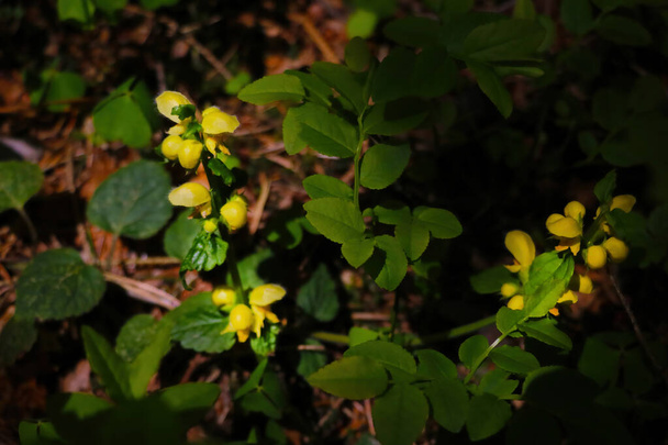 Schöne junge grüne Pflanzen im Frühling im Wald - Foto, Bild