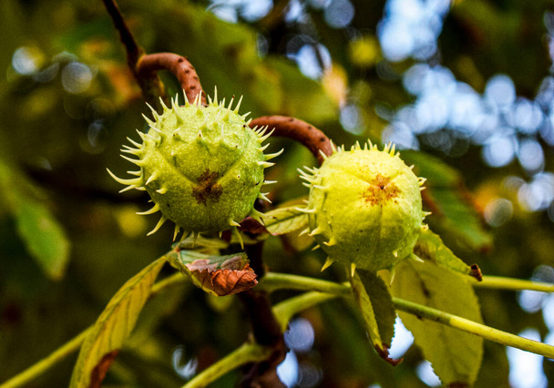 Chestnuts on the chestnut tree - Photo, Image