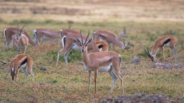 Diversi esemplari della gazzella di Thompson nelle praterie dell'area di conservazione di Ngorongoro. Concetto Safari. Tanzania. Africa - Foto, immagini
