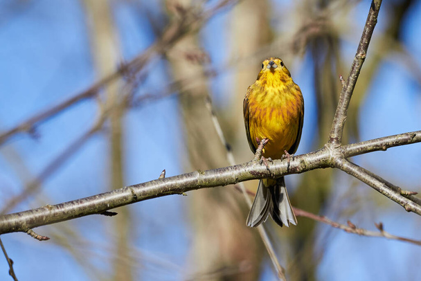 Yellowhammer (Emberiza citrinella) Beautiful yellow bird sitting on a branch, close-up - Photo, Image