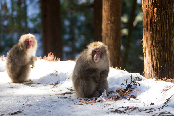 Les singes fouillent dans les ordures laissées par les touristes. Pendant l'hiver, vous pouvez voir des singes tremper dans une source chaude à Hakodate est populaire au Japon. - Photo, image