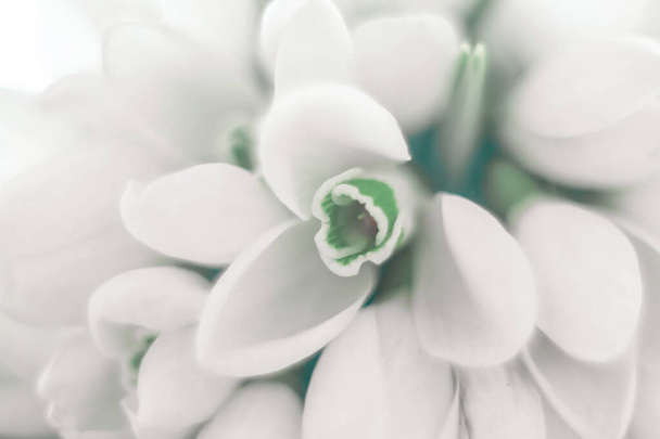 Фон белых подснежников Galanthus nivalis крупным планом. - Фото, изображение