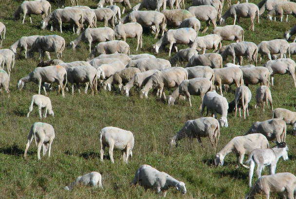 Hastalıklara ve virüslere karşı sürülerin dokunulmazlığı bu kadar çok otlayan koyunu temsil ediyordu. - Fotoğraf, Görsel