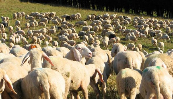 ΑΝΟΣΟΤΗΤΑ του σμήνους κατά των ασθενειών και των ιών που αντιπροσωπεύονται ως πολλά πρόβατα βοσκής - Φωτογραφία, εικόνα