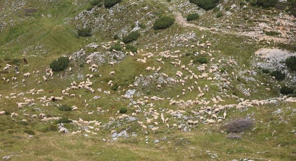 EINHEIT der Herde gegen Krankheiten und Viren repräsentiert so viele weidende Schafe - Foto, Bild