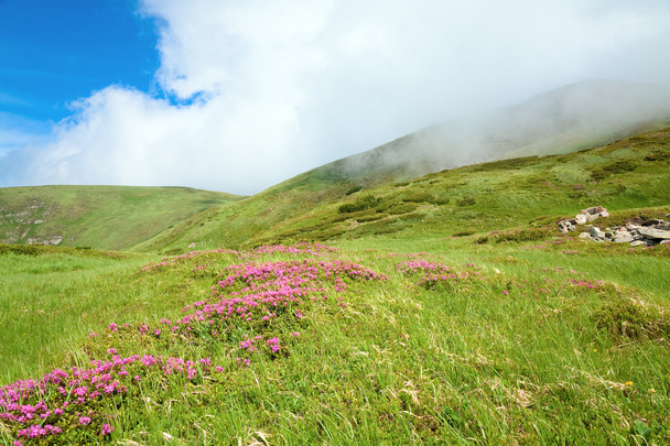 Pink rhododendron flowers on summer mountainside (Ukraine, Carpathian Mountains) - Photo, Image