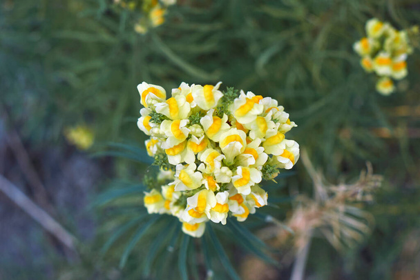 Linaria vulgaris inflorescencia amarilla y naranja - Foto, imagen