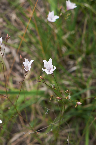 Linum tenuifolium in voller Blüte - Foto, Bild