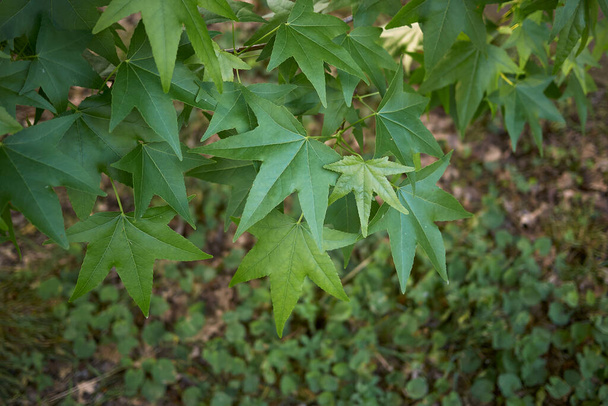 frische Blätter von Liquidambar styraciflua - Foto, Bild