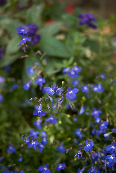 Фиолетовые голубые цветы Lobelia erinus - Фото, изображение