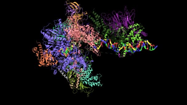 RNAポリメラーゼI開始前複合体DNA開始中間1 〜開始前複合体を開く2つのコンフォメーション変化、近接したアニメーション3Dシミュレーション、漫画モデル、黒の背景 - 映像、動画