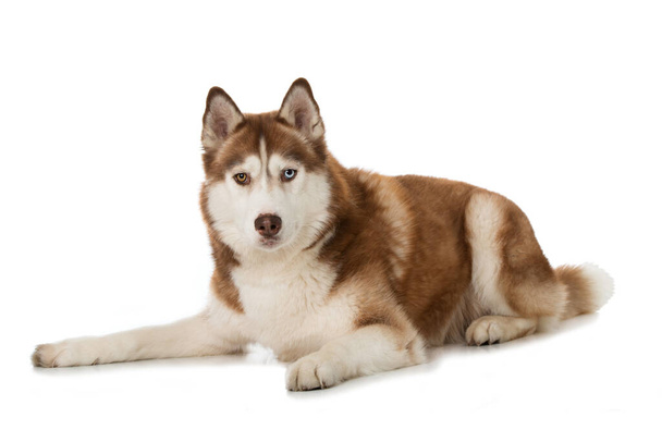 siberiano husky cane isolato su sfondo bianco - Foto, immagini