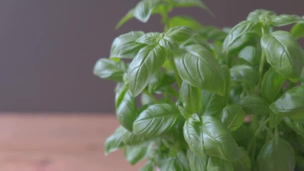 conceito de comida saudável, manjericão verde close-up, jardim em casa  - Filmagem, Vídeo