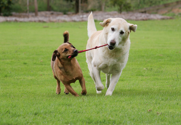 Labrador and a terrier dog playing tug with a rope toy - Photo, Image