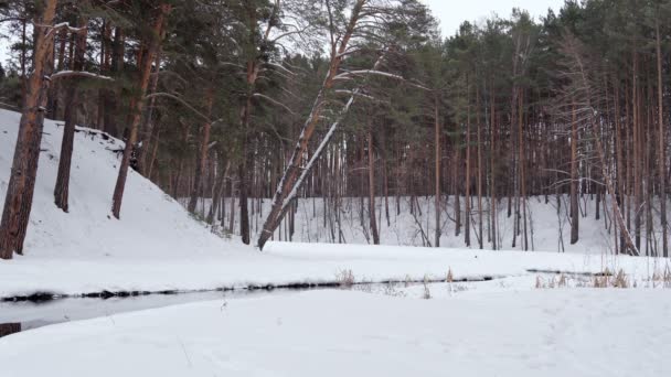 landschap met sneeuwbomen, rivier met in het water in de kou. Bospark - Video