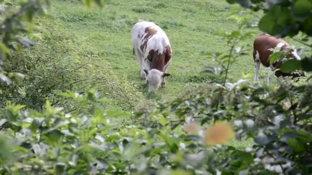 Vista de uma vaca branca com manchas castanhas pastando em um prado entre as árvores. - Filmagem, Vídeo