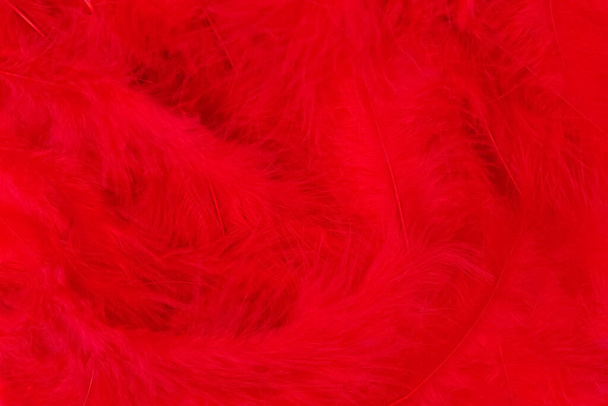 Beautiful vibrant red feathers background with copy space. Minimal abstract composition with place for text. Selective focus, festive backdrop concept - Photo, Image