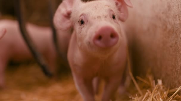 świnie w gospodarstwie hodowlanym, hodowli świń, gospodarstwie hodowlanym. Nowoczesne rolnicze świnie Farm - Materiał filmowy, wideo