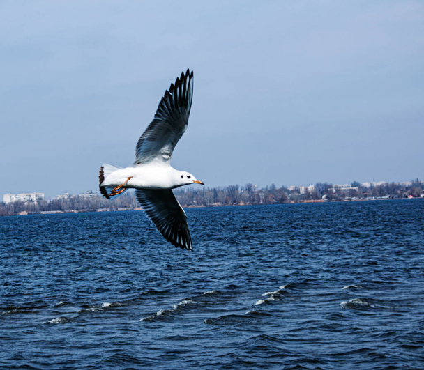 Seagull flying over the river against the blue sky. Most gulls belong to the large genus Larus. In everyday life, representatives of various types of gulls are often called sea gulls or seagull. - Foto, afbeelding