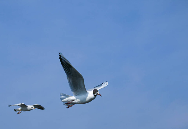 Group of seagulls flying against the blue sky. Most gulls belong to the large genus Larus. In everyday life, representatives of various types of gulls are often called sea gulls or seagull. - Foto, afbeelding