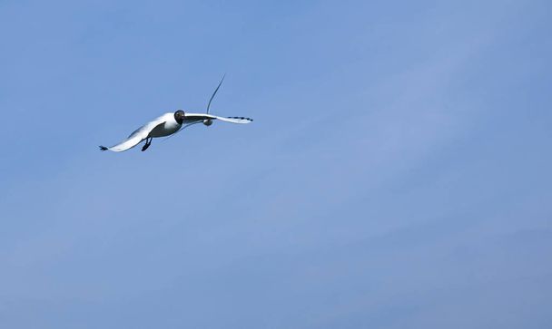 Seagull flying against the blue sky. Most gulls belong to the large genus Larus. In everyday life, representatives of various types of gulls are often called sea gulls or seagull. - Foto, afbeelding