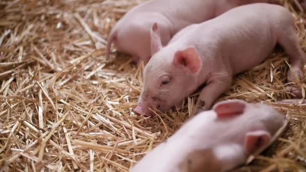 pigs on livestock farm, pigs farm, livestock farm. Modern Agricultural Pigs Farm - Footage, Video