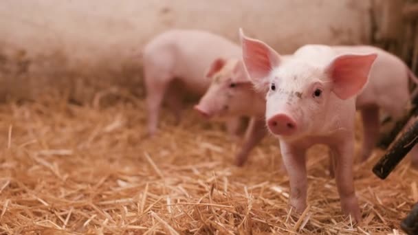 Свині на тваринницькій фермі, свинячій фермі, тваринницькій фермі. Ферма сучасних сільськогосподарських свиней - Кадри, відео