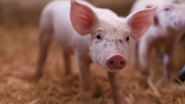 świnie w gospodarstwie hodowlanym, hodowli świń, gospodarstwie hodowlanym. Nowoczesne rolnicze świnie Farm - Materiał filmowy, wideo