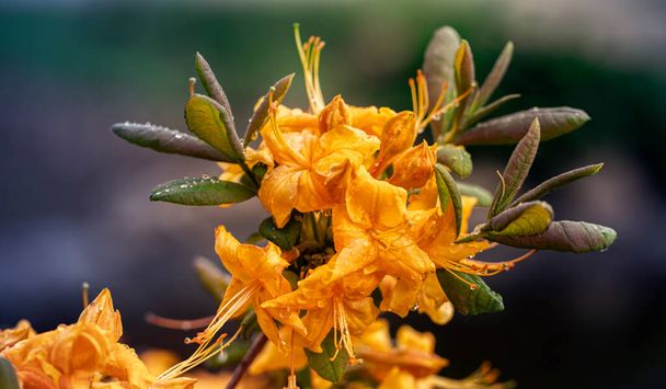 Rhododendron or azalea, bright yellow-orange flower. - Photo, Image