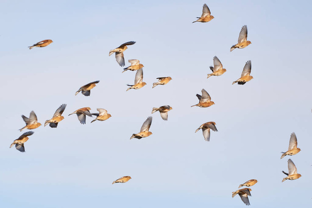 共通線の群れ(リナリア・カンナビナ)飛行中の鳥 - 写真・画像